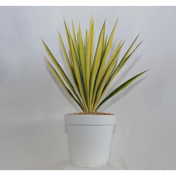 Fürtös pálmaliliom   YUCCA FILAMENTOSA K6