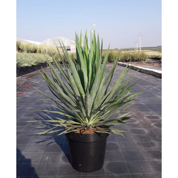 Pompás pálmaliliom   YUCCA GLORIOSA K13
