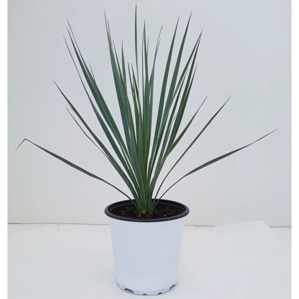Pálmaliliom    YUCCA ROSTRATA K3