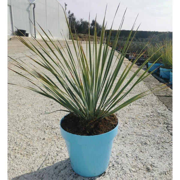 Pálmaliliom    YUCCA ROSTRATA K6