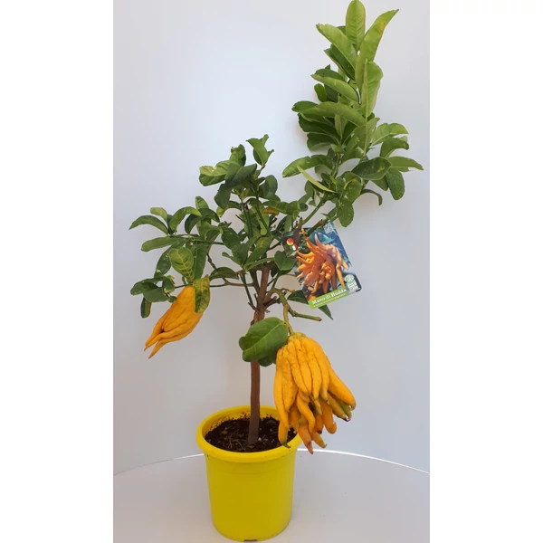 Buddha keze  CITRUS MEDICA MANO DI BUDDHA T1/4 70/80 K5 (CITROMSÁRGA CSERÉP)