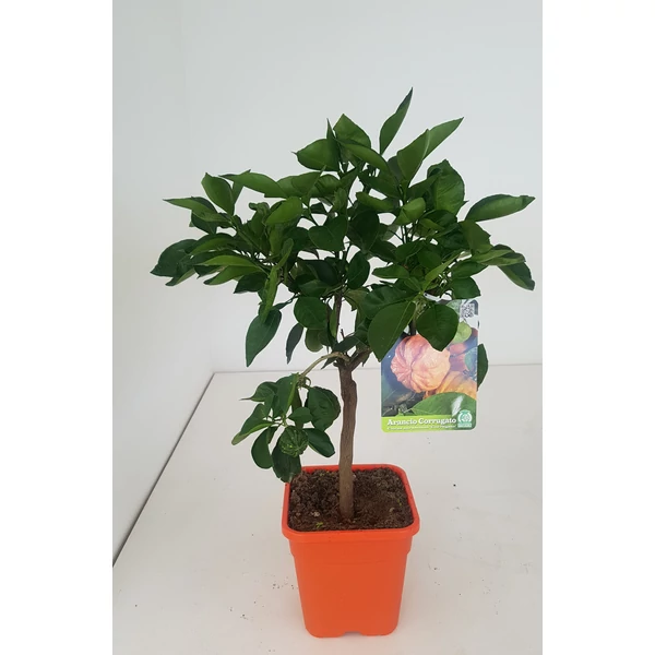 Édes narancs  CITRUS ARANCIO T1/4 65CM K5 (NARANCSSÁRGA SZÖGLETES CSERÉP)