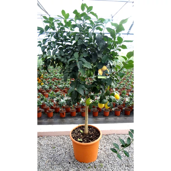 Citrom   CITRUS LIMONE T1/2 K30