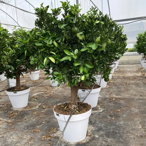 Édes narancs  CITRUS ARANCIO T1/2 EXTRA K55