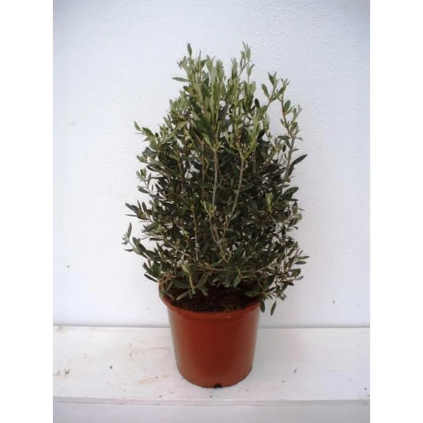 Olajfa   OLEA EUROPEA BOKOR 35/40 K1,5