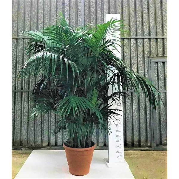 Kenciapálma HOWEA FORSTERIANA 10 NÖVÉNY/CSERÉP 280CM K40