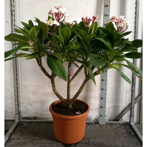 Pluméria   PLUMERIA RUBRA 110CM K12