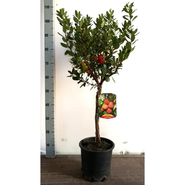 Szamócafa ARBUTUS UNEDO T100 K5