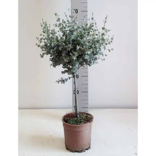 Havasi eukaliptusz EUCALYPTUS GUNNII T70 K3