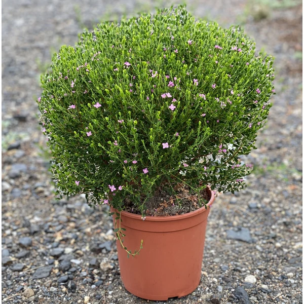 Borónia   BORONIA CRENULATA BOKOR K3