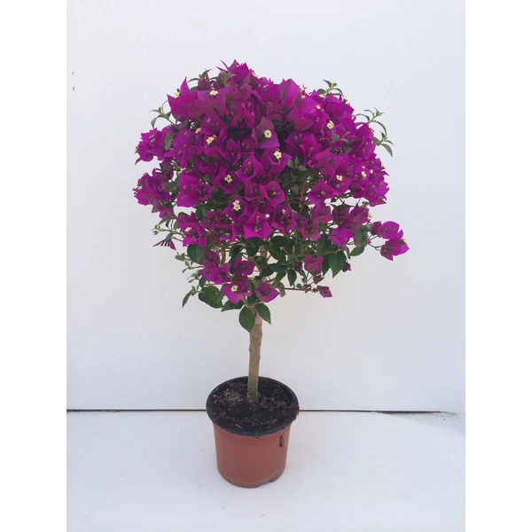 Murvafürt   BOUGAINVILLEA GLABRA SANDERIANA T1/2 K15