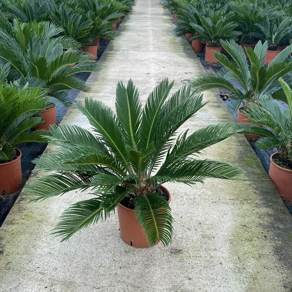 Szágópálma   CYCAS REVULATA 50CM K5