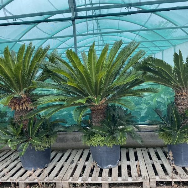 Szágópálma   CYCAS REVULATA 180CM K50