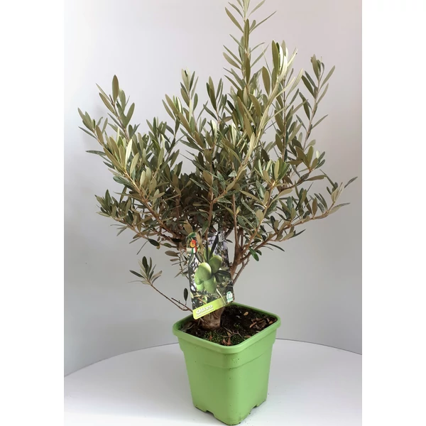 Olajfa   OLEA EUROPAEA BOKOR 45CM K5