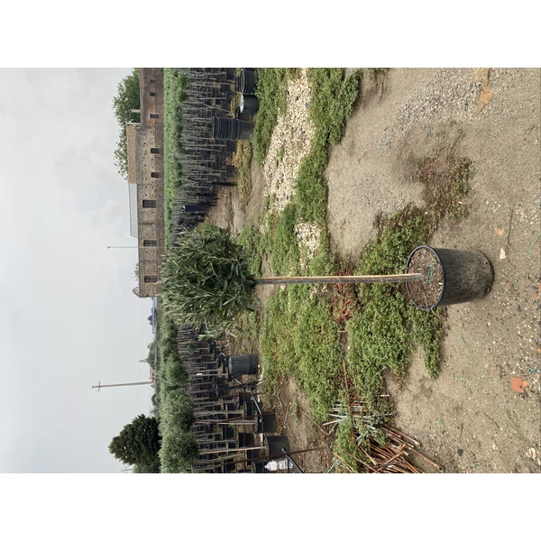 Olajfa   OLEA EUROPAEA T90 K10
