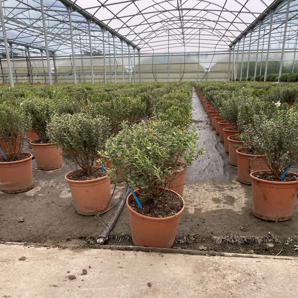 Valódi mirtusz  MYRTUS COMMUNIS BOKOR K3