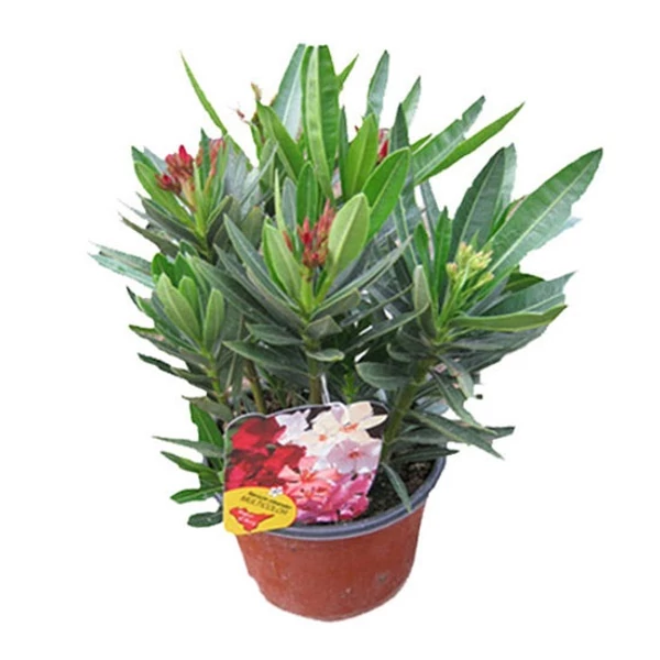Leander   NERIUM OLEANDER TRICOLOR 40/50 K2