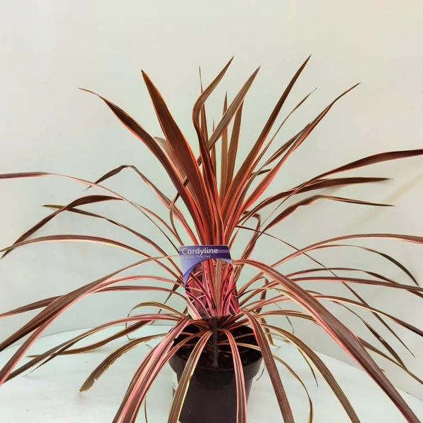 Bíbor bunkóliliom PINK FIRE 30/40 K3 