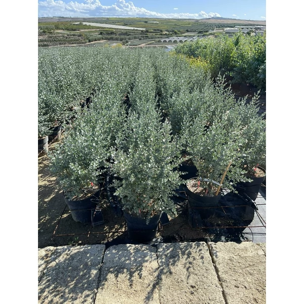 Havasi eukaliptusz EUCALYPTUS GUNNII K10