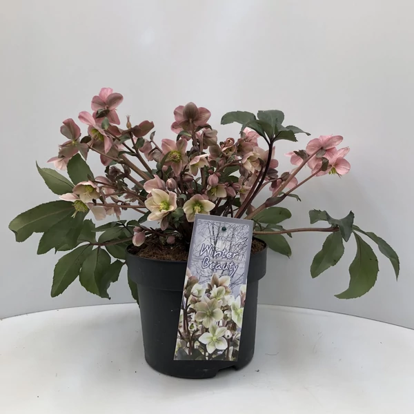 Hunyor WINTER SUNSHINE 40CM K5 