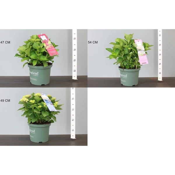 Kerti hortenzia   HYDRANGEA MACROPHYLLA MAGICAL FOUR SEASONS 30/40 CS23