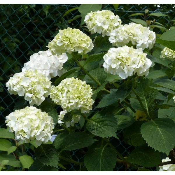 Kerti hortenzia   HYDRANGEA MACROPHYLLA SCHNEEBALL 5-6 CS13