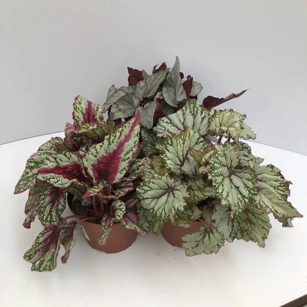 Levélbegónia BEGONIA BELEAF FAJTÁK CS12