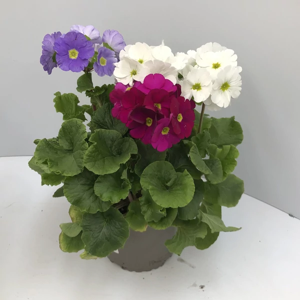 Kankalin PRIMULA CS12