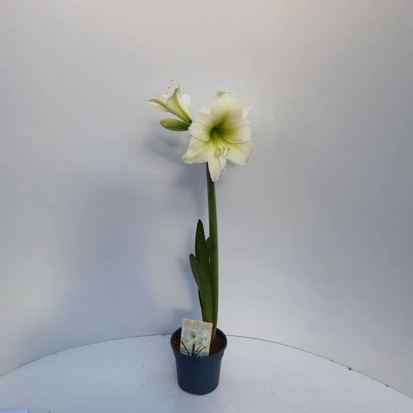 Hölgyliliom (Amarillisz) 1 SZÁLAS CS13  