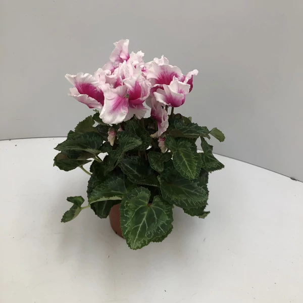 Ciklámen CYCLAMEN ABANICO CS10