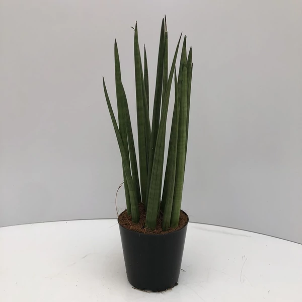 Hengeres anyósnyelv SANSEVIERIA CYLINDRICA MIKADO CS12