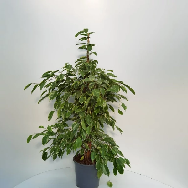 Kislevelű fikusz FICUS BENJAMINA GOLDEN KING CS27