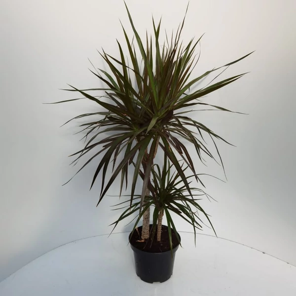 Sárkányfa MAGENTA 2 TÖRZSES 30-10 CS17