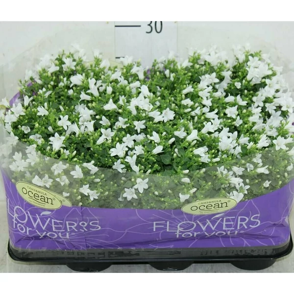 Kárpáti harangvirág CAMPANULA WHITE BALI CS10,5