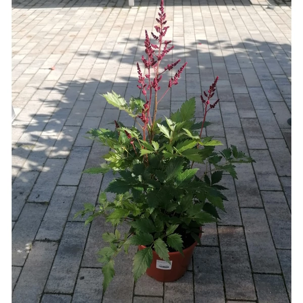 Kínai tollbuga ASTILBE CHINENSIS K4