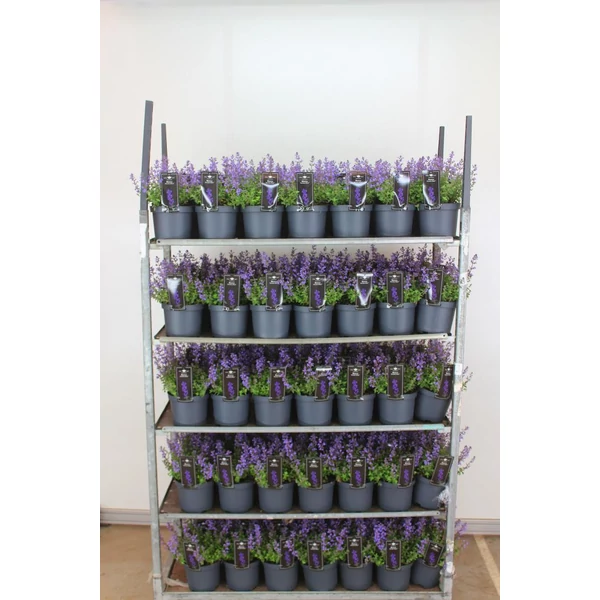 Kerti macskamenta NEPETA FAASSENII PURRISIAN BLUE CS19