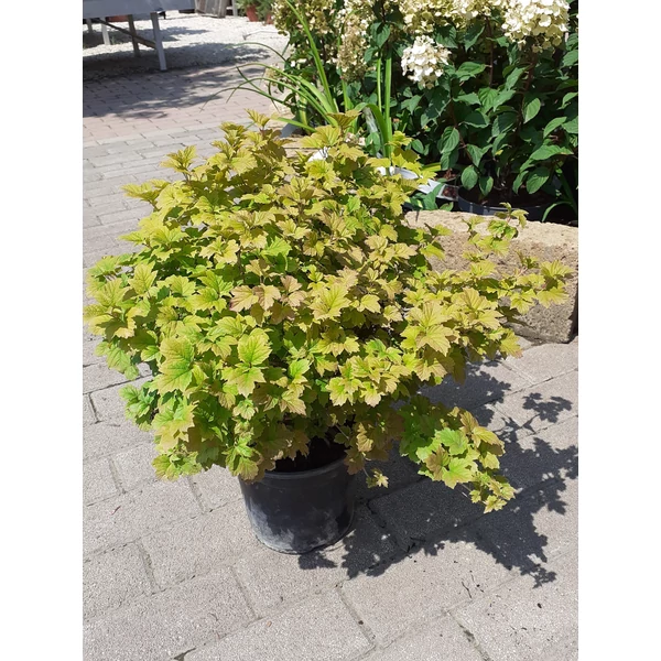 Törpe kányabangita VIBURNUM OPULUS NANUM K3