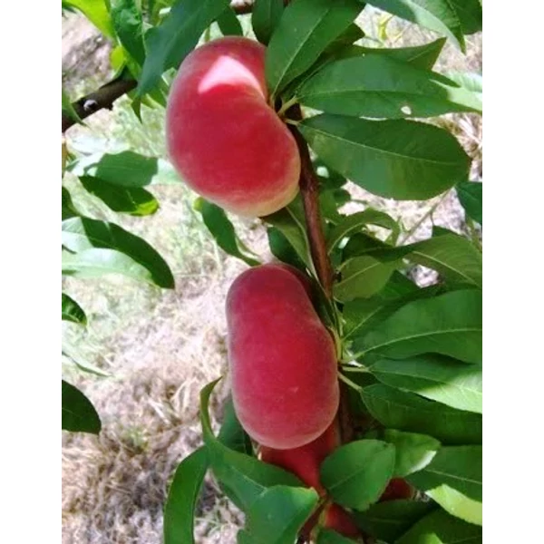 Remény lapos barack PRUNUS PERSICA REMÉNY LAPOS BARACK K10-12