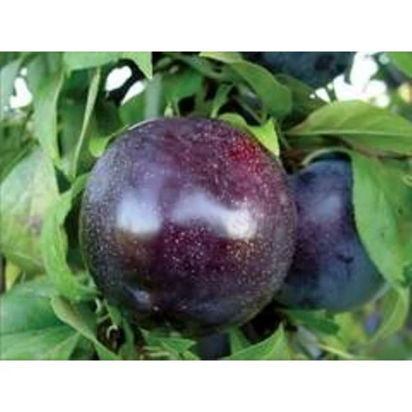 Angelino japán szilva PRUNUS SALICINA ANGELINO K10-12