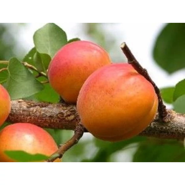 Harcot kajszi PRUNUS ARMENIACA HARCOT K10-12
