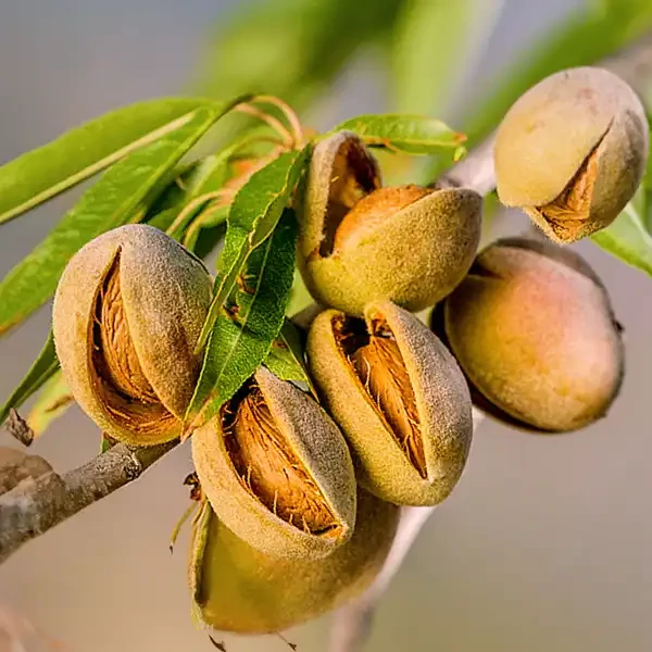 Tétényi keményhéjú mandula PRUNUS AMYGDALUS TÉTÉNYI KEMÉNYHÉJÚ K12