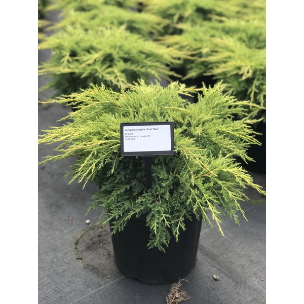 Terülő boróka   JUNIPERUS MEDIA GOLD STAR K2