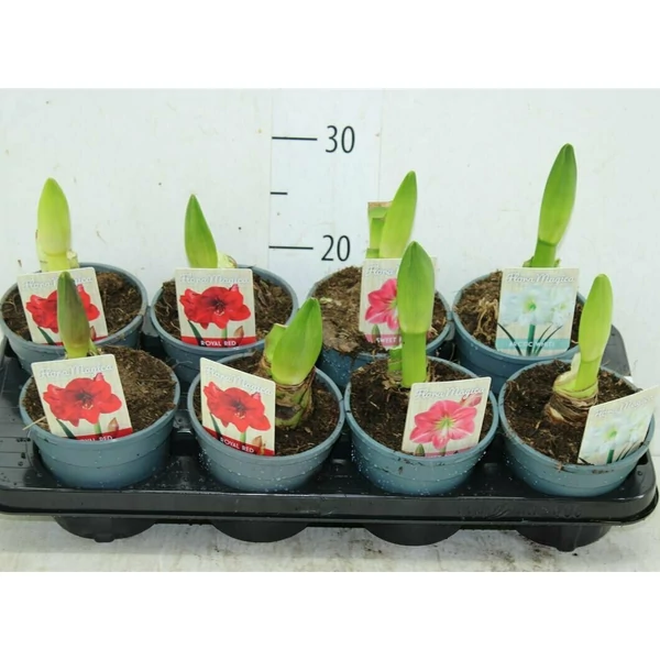 Hölgyliliom, Amarillisz HIPPEASTRUM CS13
