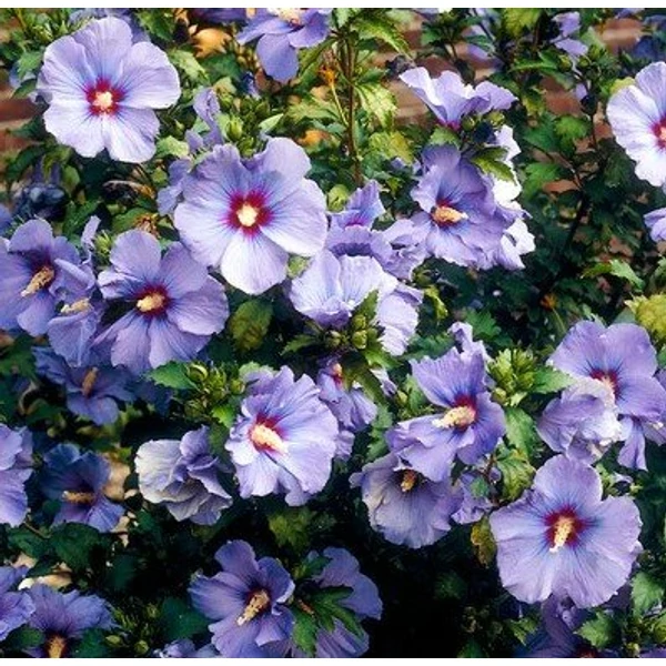Kerti mályvacserje   HIBISCUS SYRIACUS OISEAU BLUE 30/40 K5