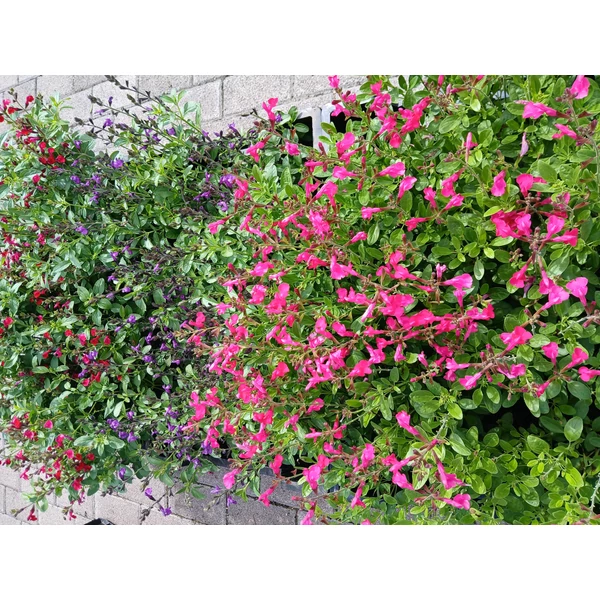 zsálya SALVIA GREGGII ARCTIC FUCHSIA CS15