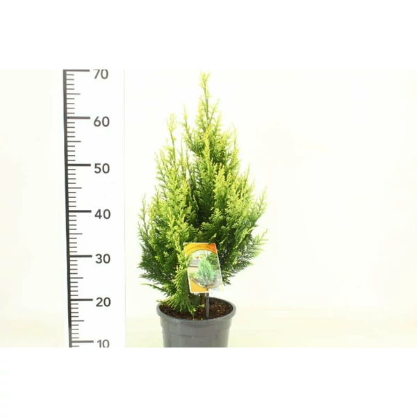 White spot hamisciprus  CHAMAECYPARIS LAWSONIANA WHITE SPOT 40/50 K3,5
