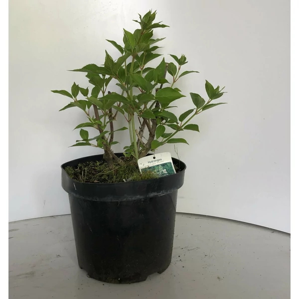 Bugás hortenzia   HYDRANGEA PANICULATA KYUSHU K7,5