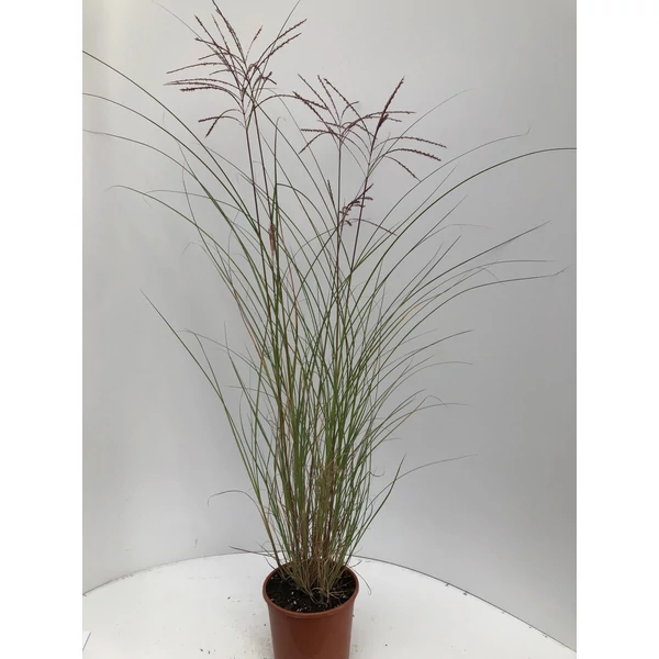 Kínai virágosnád MISCANTHUS SINENSIS KLEINE SILBERSPINNE K3
