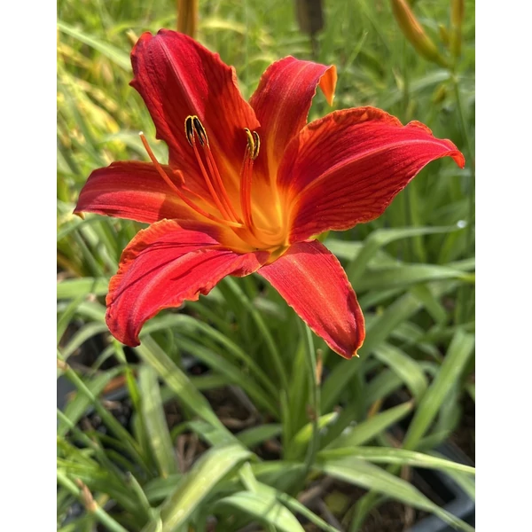 Sásliliom HEMEROCALLIS AMADEUS CS15   