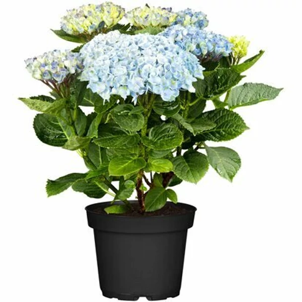 Kerti hortenzia   HYDRANGEA MACROPHYLLA 50/60 K5